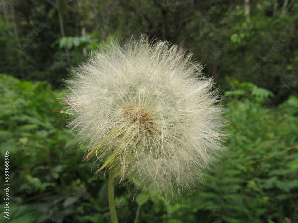 Fototapeta premium Taraxacum officinale, commonly known as dandelion or bitter chicory, is a species of the Asteraceae family