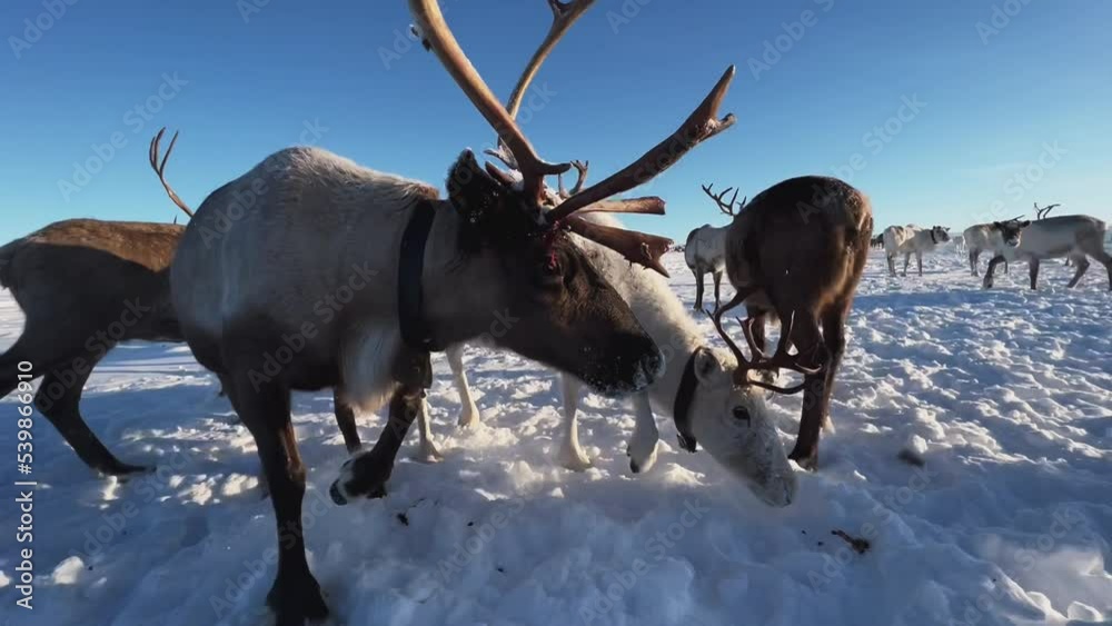 The deer looks into the camera. Herd of reindeer. Animals in Siberia. Frosty winter day. Huge snow field in the sun. Evening Murmansk.