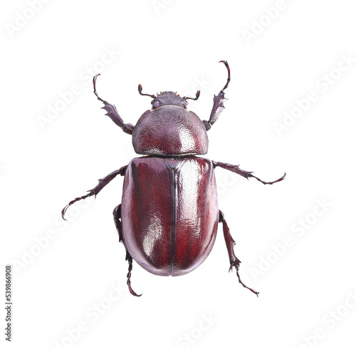 beetle isolated on transparent png