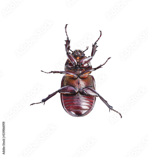 Fototapete beetle isolated on transparent png