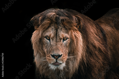 Fototapeta Naklejka Na Ścianę i Meble -  African male lion headshot looking into camera, close up