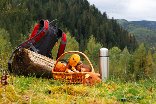 freshly picked Lactarius deliciosus mushrooms in wicker basket. Carpathian mountains in the background. Ukraine. photo