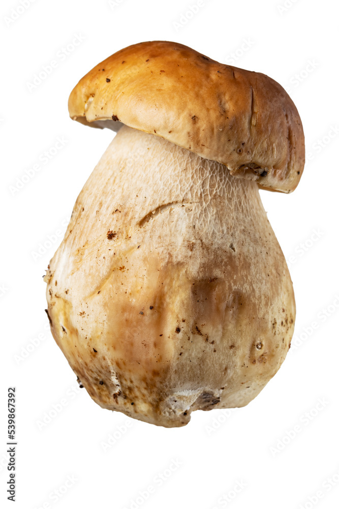 fresh porcini mushroom, Boletus mushroom, ceps isolated on white background fresh porcini mushroom, Boletus mushroom, ceps isolated on white background