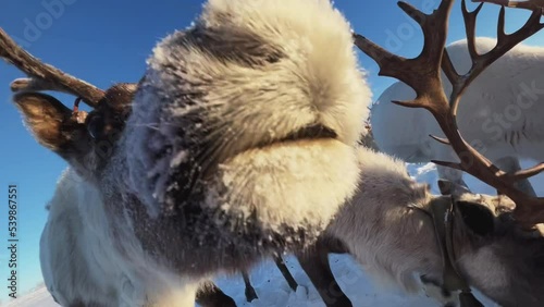 The deer looks into the camera. Herd of reindeer. Animals in Siberia. Frosty winter day. Huge snow field in the sun. Evening Murmansk.