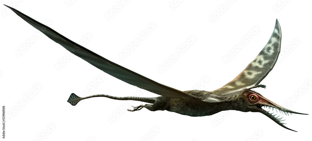 Obraz premium Rhamphorhynchus from the Jurassic era 3D illustration 