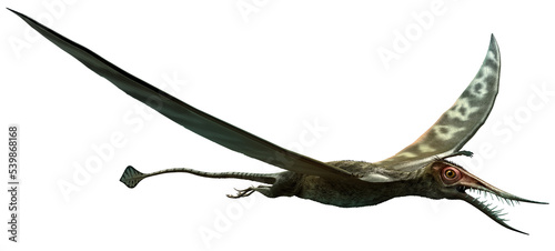 Rhamphorhynchus from the Jurassic era 3D illustration	 photo