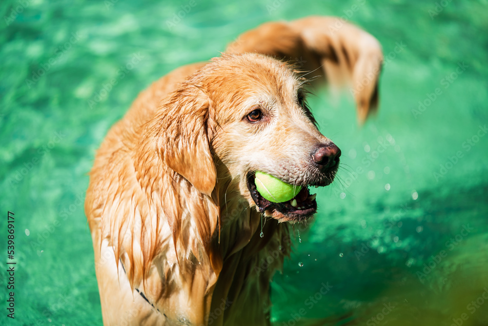 Wet golden retriever in the pool with tennis ball in the mouth Wet golden retriever in the pool with tennis ball in the mouth