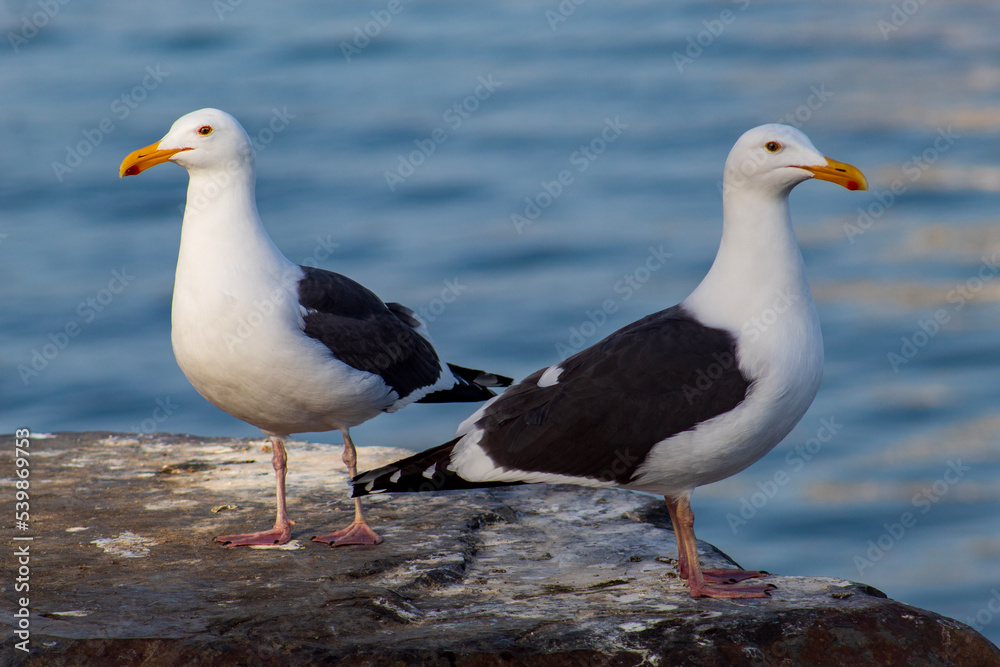 Fototapeta premium seagulls on the beach