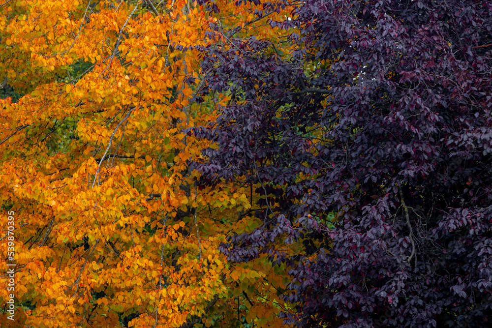 Selective focus colourful leaves on the trees with two toned colour of yellow and dark purple in Autumn, Multi colour (Orange, Red, Green) leaf on the tree in fall, Nature pattern texture background. Selective focus colourful leaves on the trees with two toned colour of yellow and dark purple in Autumn, Multi colour (Orange, Red, Green) leaf on the tree in fall, Nature pattern texture background.