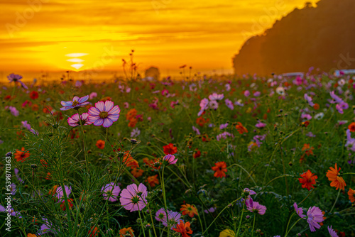 あけぼの山農業公園の朝焼け © edocko