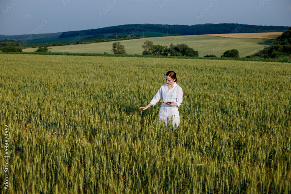 Laboratory-technician using digital tablet computer in a cultivated wheat field, application of modern technologies in agricultural activity Laboratory-technician using digital tablet computer in a cultivated wheat field, application of modern technologies in agricultural activity