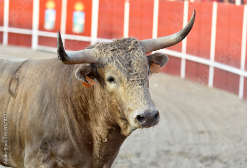 un toro español en una plaza de toros en un espectaculo taurino
