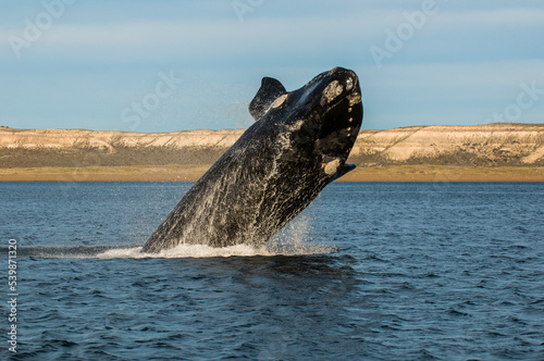 Whale jumping in Peninsula Valdes, Unesco World Heritage Site, Patagonia, Argentina