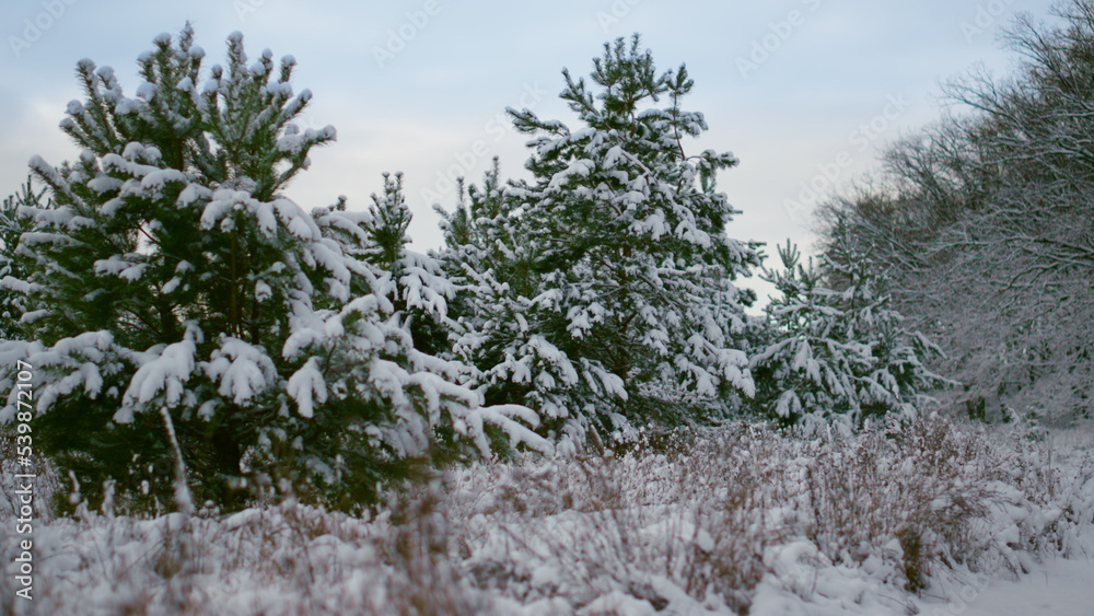 Beautiful winter coniferous forest on cloudy sky background. Lush green spruces. Beautiful winter coniferous forest on cloudy sky background. Lush green spruces.