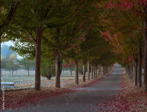 Beautiful and serene pathway between rows of trees in the midst of shedding their leaves on a crisp autumn day in a graveyard