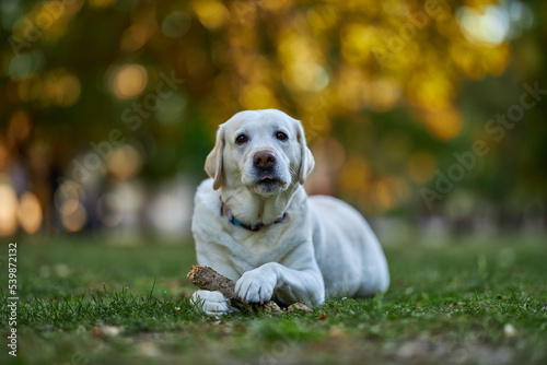 Large white labrador looks into the frame while holding a wooden stick
