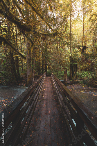 path in the woods across and old bridge deep in the heart of the pacific northwest