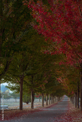 Beautiful autumn boulevard in the city with tree lined passage leading to a narrow point in the distance
