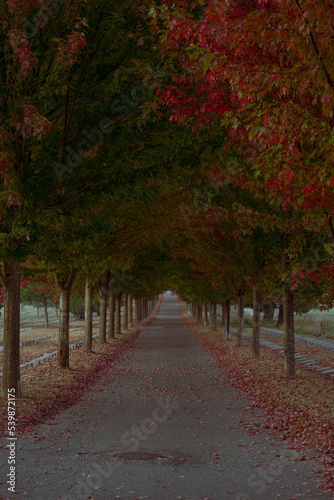 Moody sober autumn path between rows and rows of deciduous red and green trees 