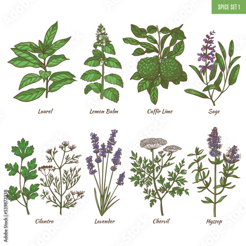 Set of Spice Herbs in Hand Drawn Style