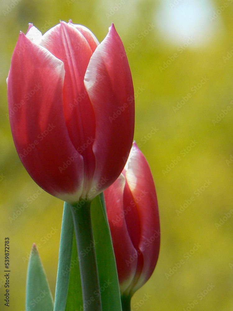 Fototapeta premium red and yellow tulips