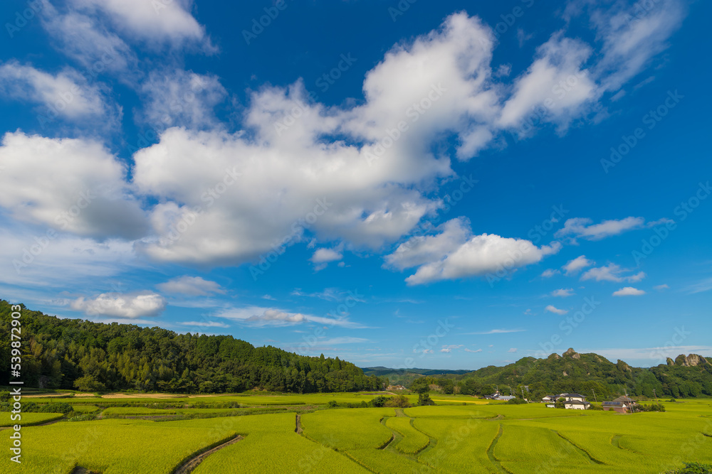 Fototapeta premium 田んぼと青空（大分県豊後高田市）
