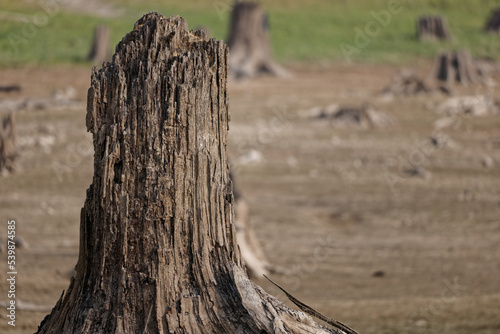 An exposed tree stump at Alder lake.