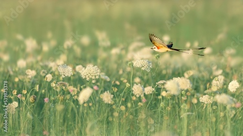 Selective focus shot of a Scissor-tailed flycatcher flying over a field with white flowers