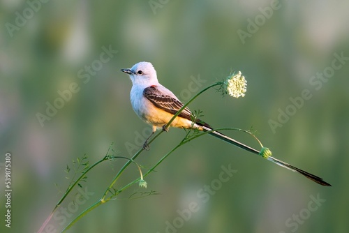 Selective focus shot of a Scissor-tailed flycatcher on a stem of a white flower photo
