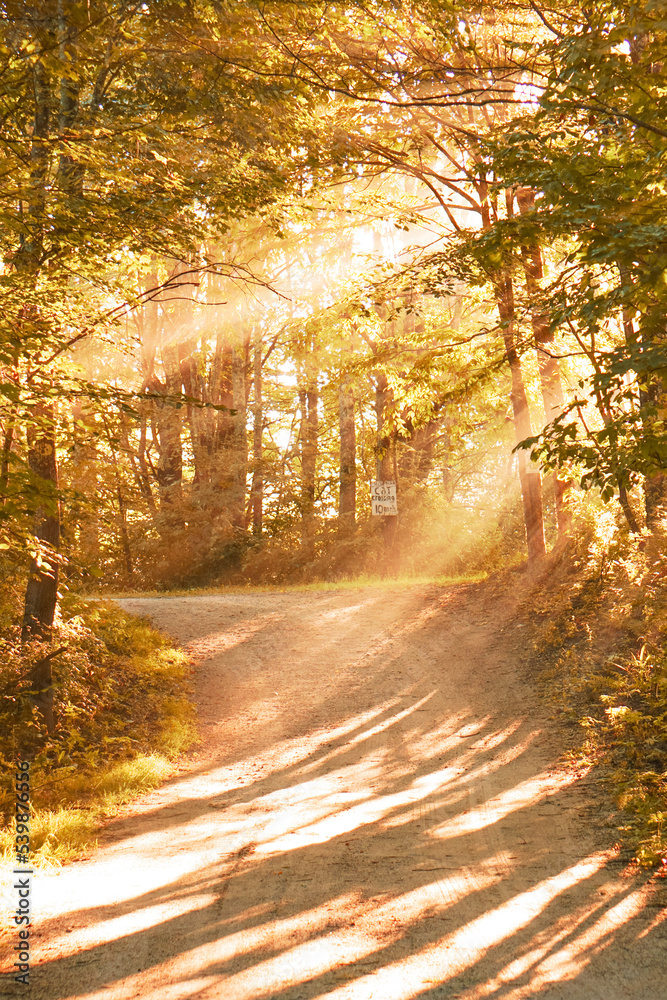 Obraz premium Sun light streams through forest trees in beautiful autumn foliage woods