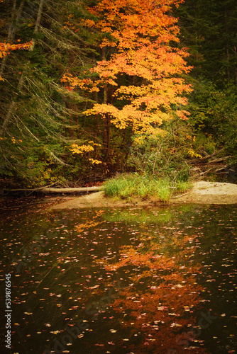 Fototapeta Naklejka Na Ścianę i Meble -  Autumn waterscape pond with fall colors red orange yellow foliage