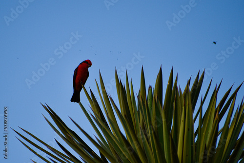 Pyrocephalus rubinus Petirrojo mexicano perchado en una Yucca photo