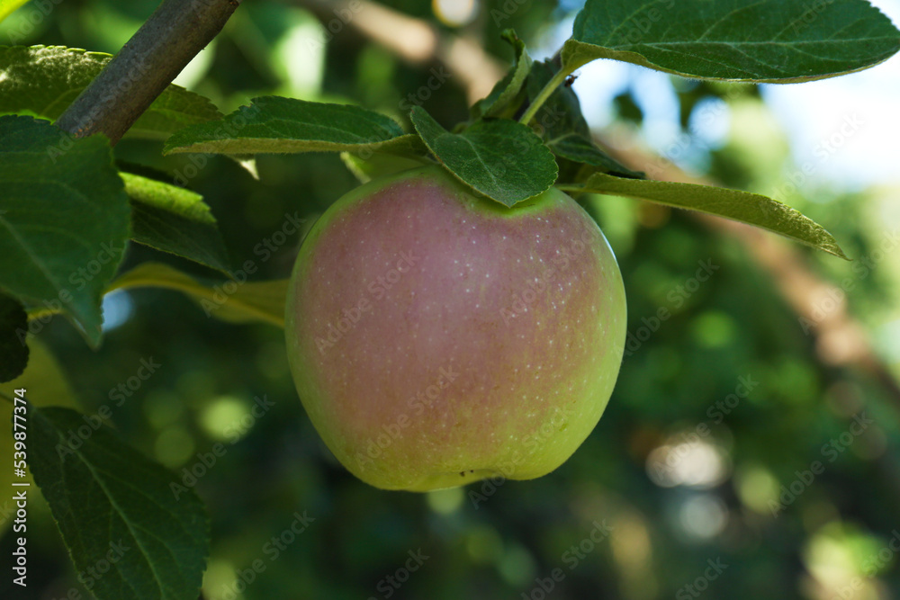 Fresh and ripe apple on tree branch, closeup Fresh and ripe apple on tree branch, closeup