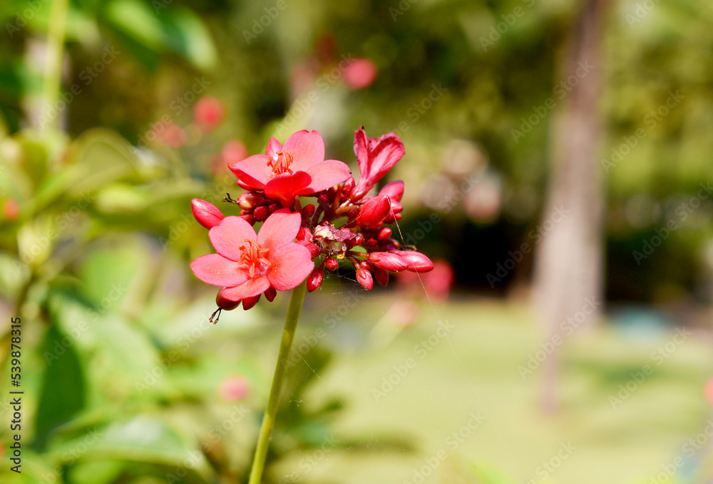 Obraz premium pink flowers in the garden