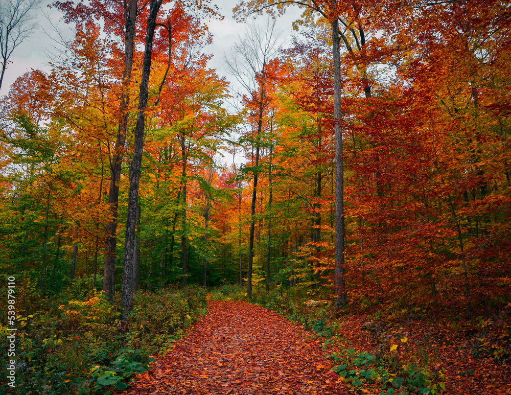 Naklejka premium Autumn Forest Dorset Vermont 10.19.22