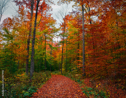 Autumn Forest Dorset Vermont 10.19.22