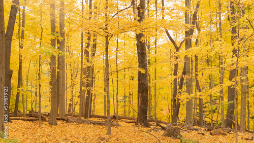 Yellow autumn leaves of a maple grove in Sand Run Park, Akron, Ohio