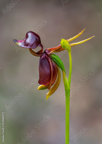 Flying Duck Orchid (Caleana major) - NSW, Australia