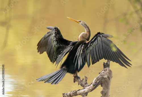 Oriental Darter (Anhinga melanogaster), Yala National Park, Sri Lanka photo