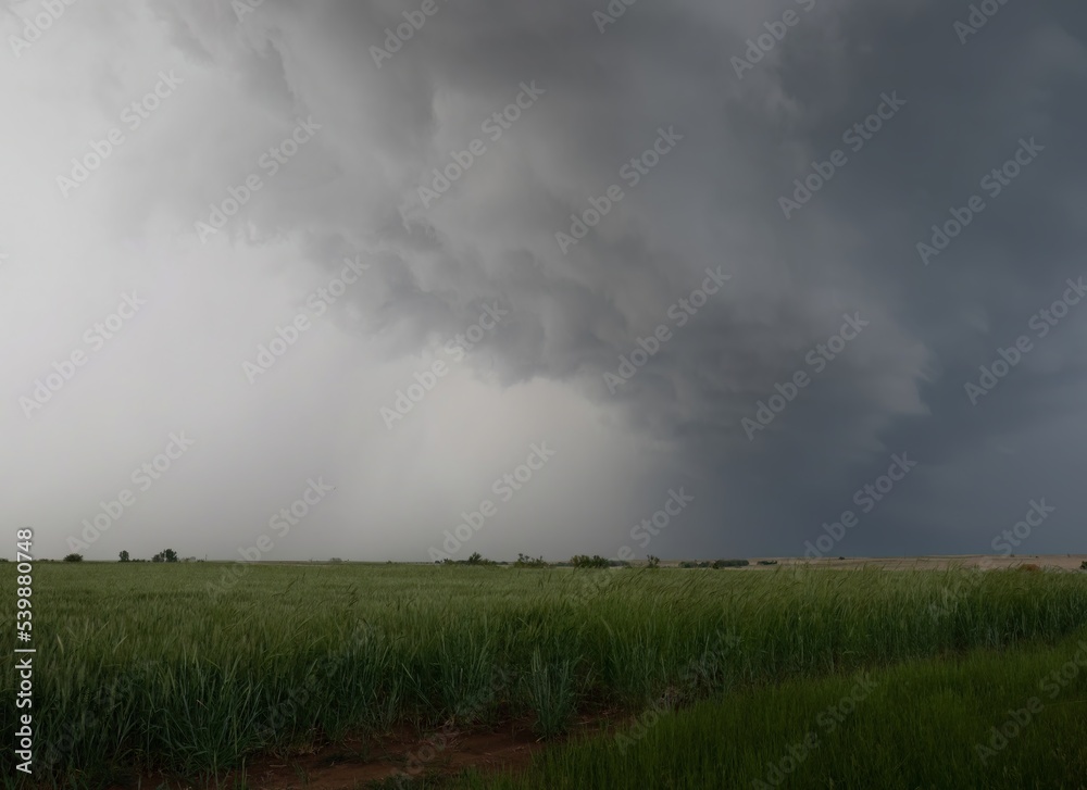 Wall of Clouds over a Field with Tall Green Grain Plants