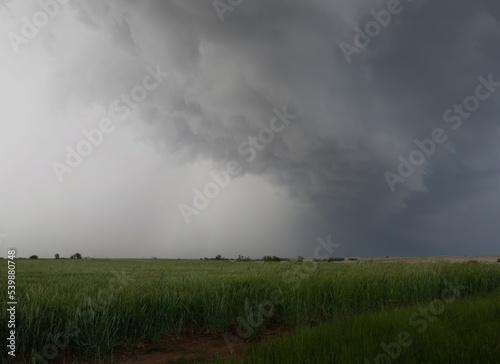 Wall of Clouds over a Field with Tall Green Grain Plants