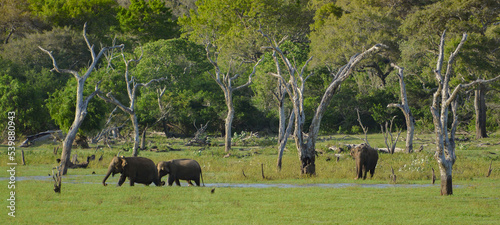 Wild elephants, Yala National Park, Sri Lanka photo