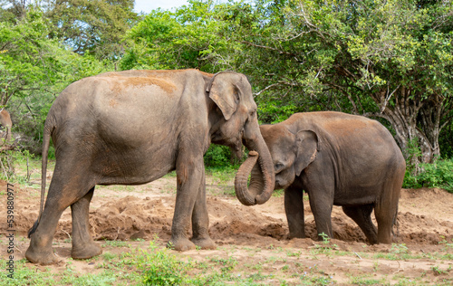 Wild elephants  Yala National Park  Sri Lanka