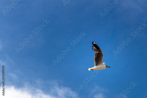 bird flying in a blue sky