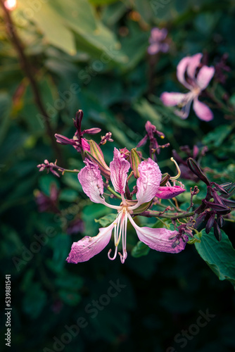 pink flower