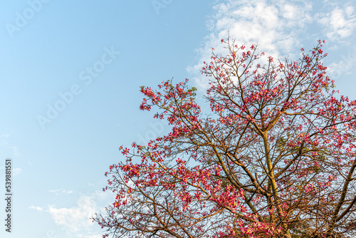 
bird resting on a tree with a blue sky
