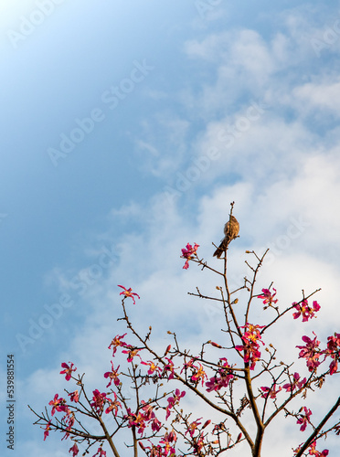 
bird resting on a tree with a blue sky