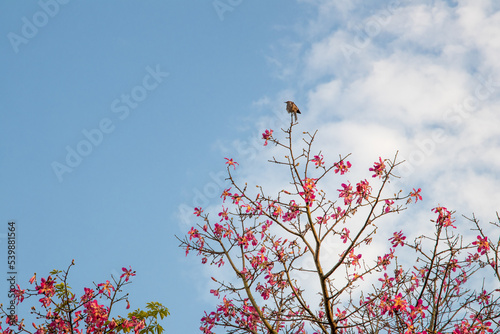 
bird resting on a tree with a blue sky
