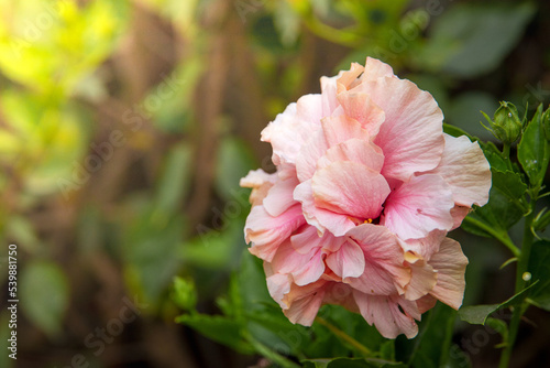 rose in the garden