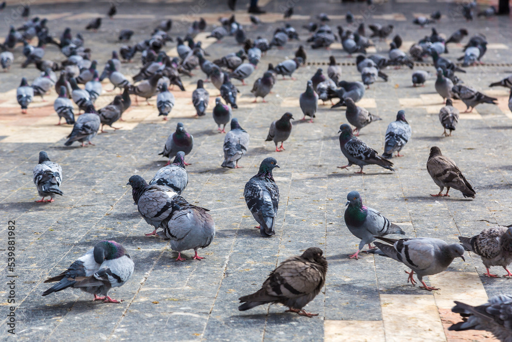 Fototapeta premium A lot of doves